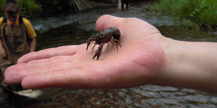 A crayfish on an opened palm with water in the background