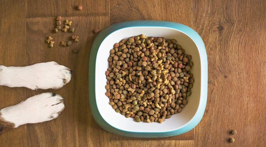A dog's paws next to a bowl of dry dog food