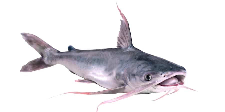 Gafftopsail catfish against a white background.