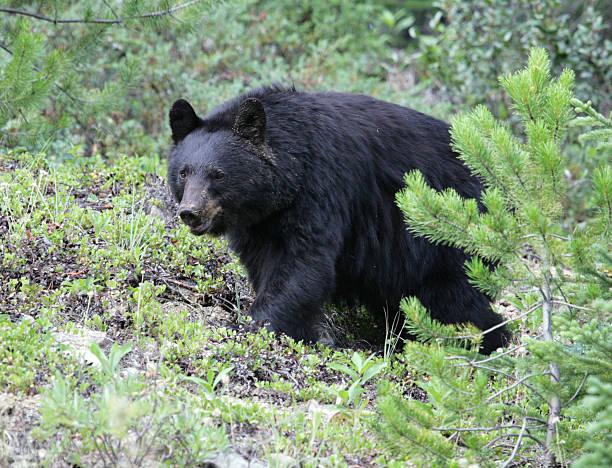 Hunting Monster Black Bears of Thunder Bay!