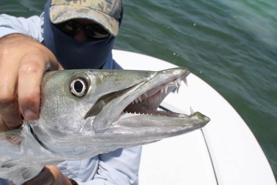 Barracuda that has been caught