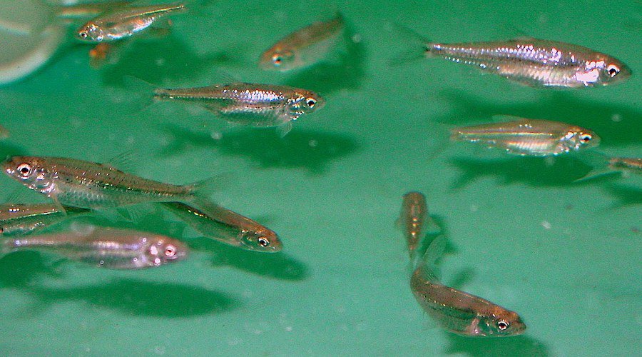 Minnows, a great live bait option, in clear, fresh water.