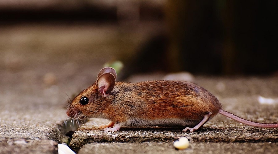 A brown mouse on a sidewalk