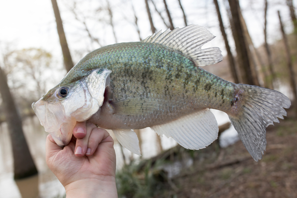 white crappie in the bayou