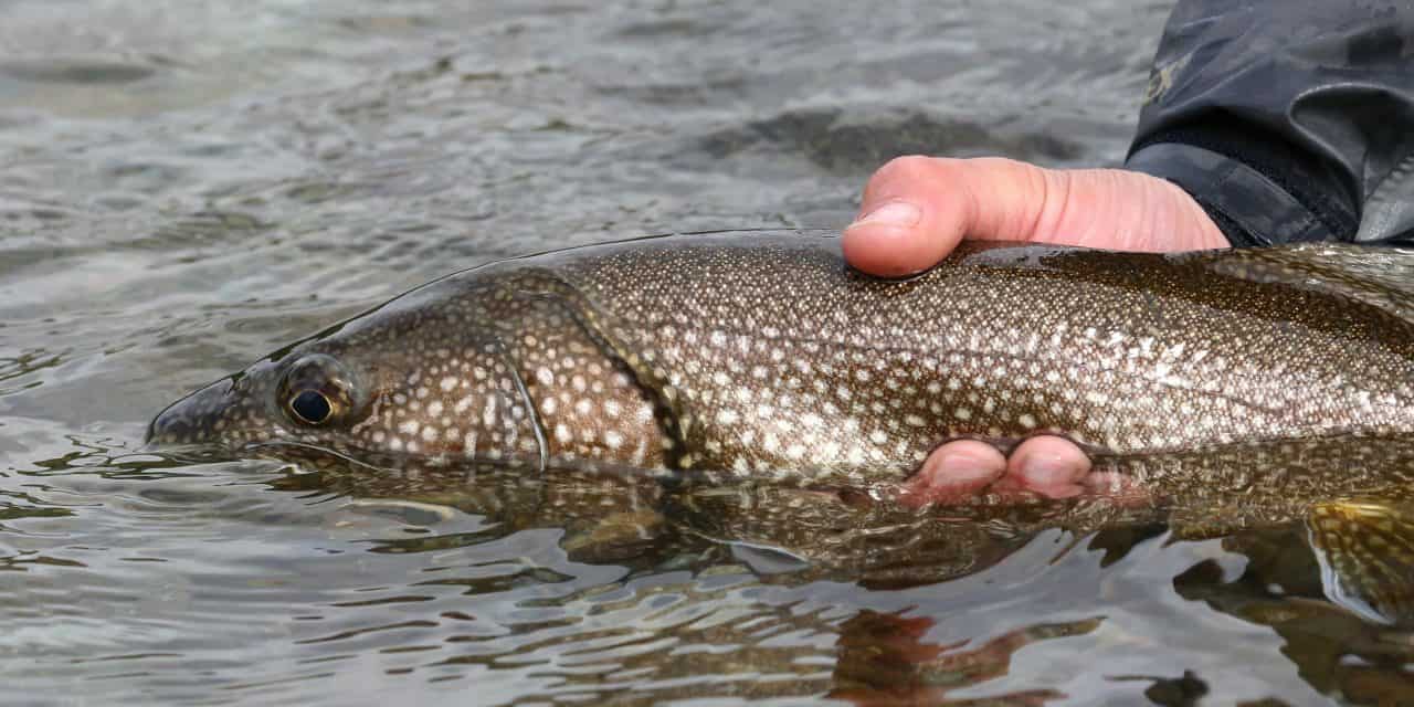12 Best Freshwater Fish to Catch in the Spring
