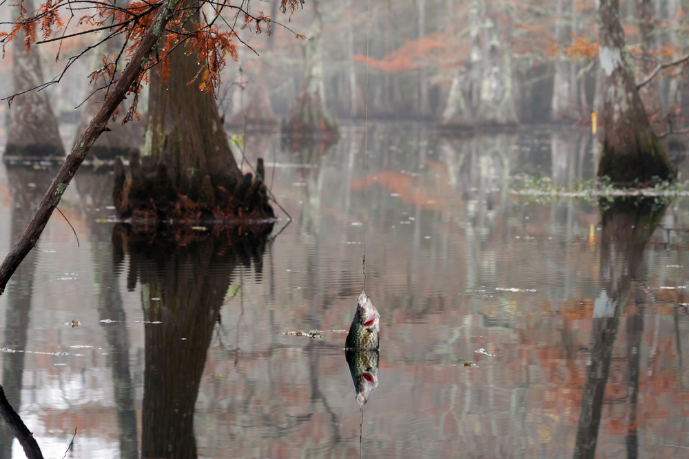 black crappie in fall swamp