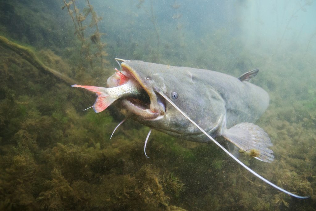 large catfish eats minnow