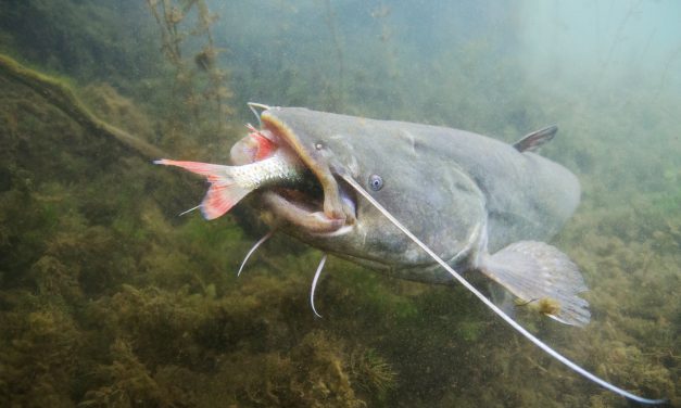 Top 5 Tips for BIG Early Season Catfish!