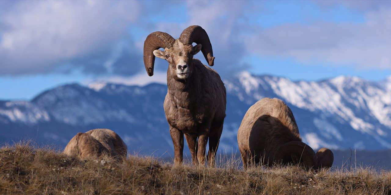 Ten Things You Didn’t Know About Bighorn Sheep