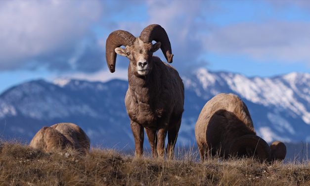 Ten Things You Didn’t Know About Bighorn Sheep