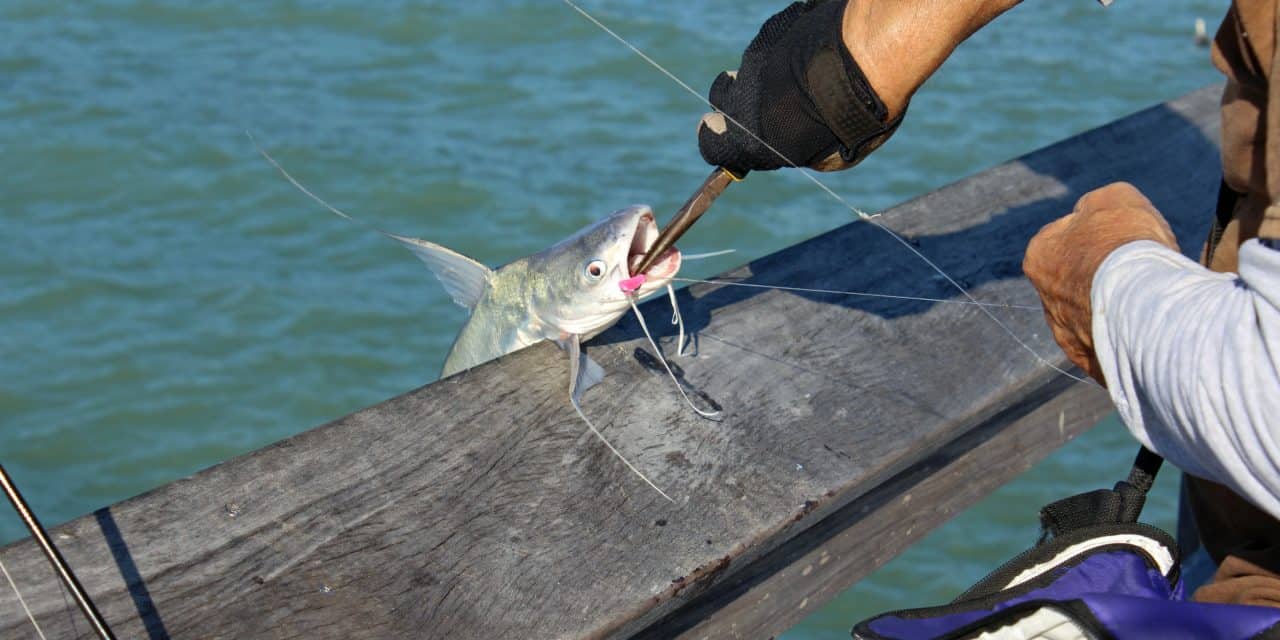 The Best Hooks for Catfish – Our 2022 Guide