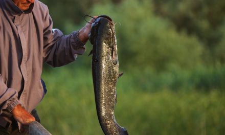 8 Top Tips for Catching Catfish