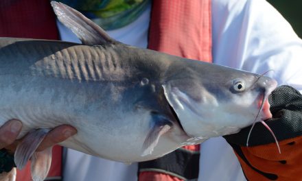 Best Catfishing Spots in Florida