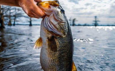 10 Essential Bass Fishing Tips