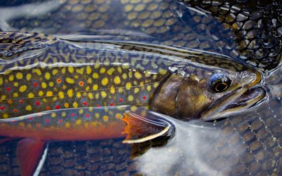 Top Trout Tackle: 10 Essential Items