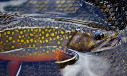 Best Trout Fishing Lakes in the US