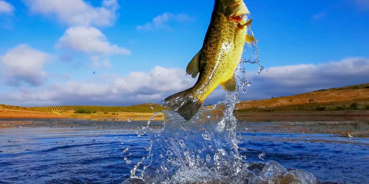 Top 10 Baits For Bass Fishing