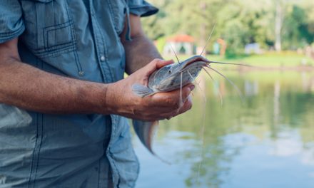 10 of the Most Common Catfish Hooks