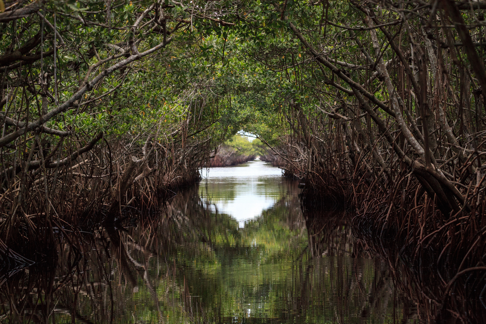 mangroves near everglades city