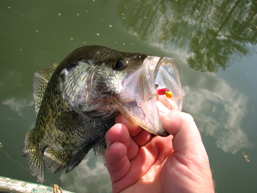 black crappie on jig (photo mislabeled)