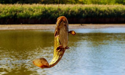 7 Best Non-Traditional Catfish Baits