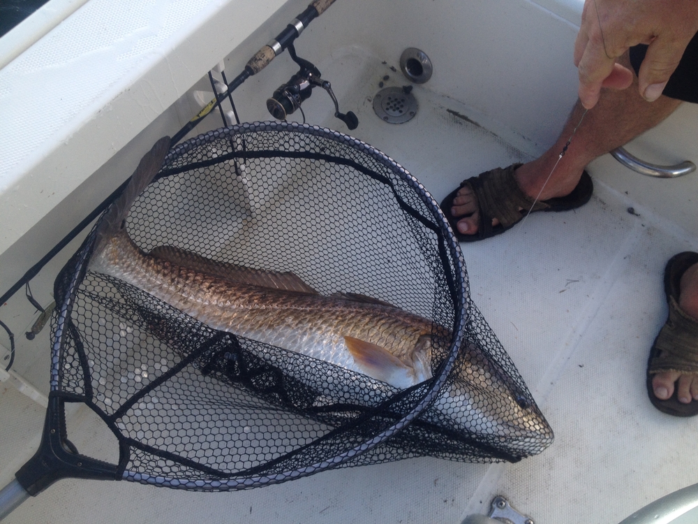 Red Drum in Net