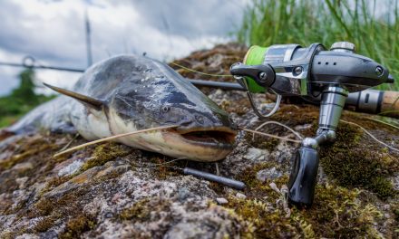 How to Identify Freshwater and Saltwater Catfish Species