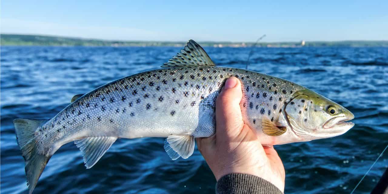 5 Best Trout Fishing Lakes in California